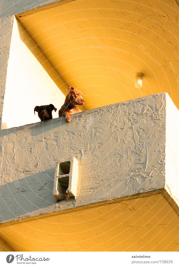 Hunde Ghetto Siedlung Balkon Wohnsiedlung gelb Wohnung Aussicht Ferne Tier Haustier Tierzucht abstrakt Altersversorgung Stadt Säugetier obskur dog