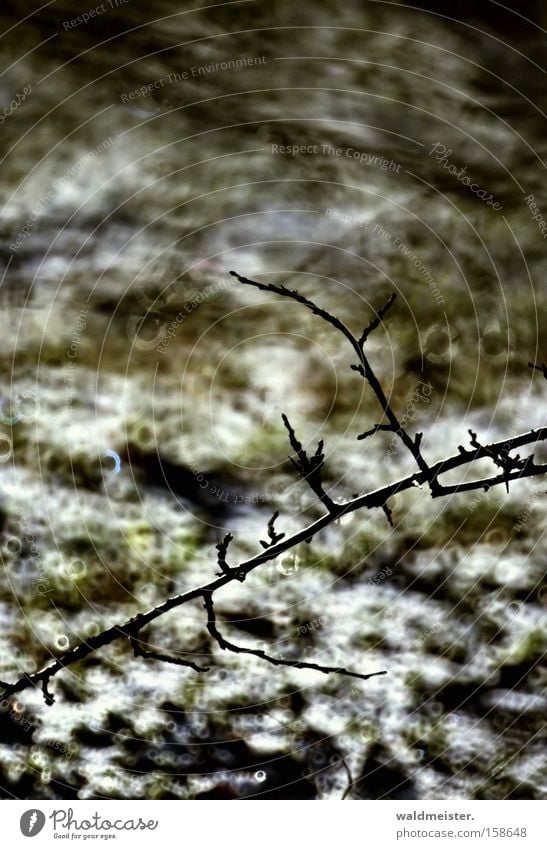Zweig im Winter Ast Natur Außenaufnahme kalt Schnee Unschärfe Spiegellinsenobjektiv (Effekt) Hintergrundbild Textfreiraum oben