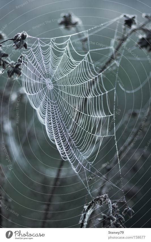 Spinnennetz Natur Pflanze Wassertropfen Wiese Netz kalt nass trist grau grün ruhig Spinngewebe Tau filigran zart Farbfoto Gedeckte Farben Außenaufnahme