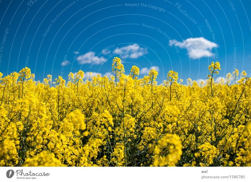 Rapsfeld Umwelt Natur Landschaft Pflanze Himmel Wolken Frühling Schönes Wetter Blüte Nutzpflanze Feld Duft hell nachhaltig natürlich blau gelb weiß