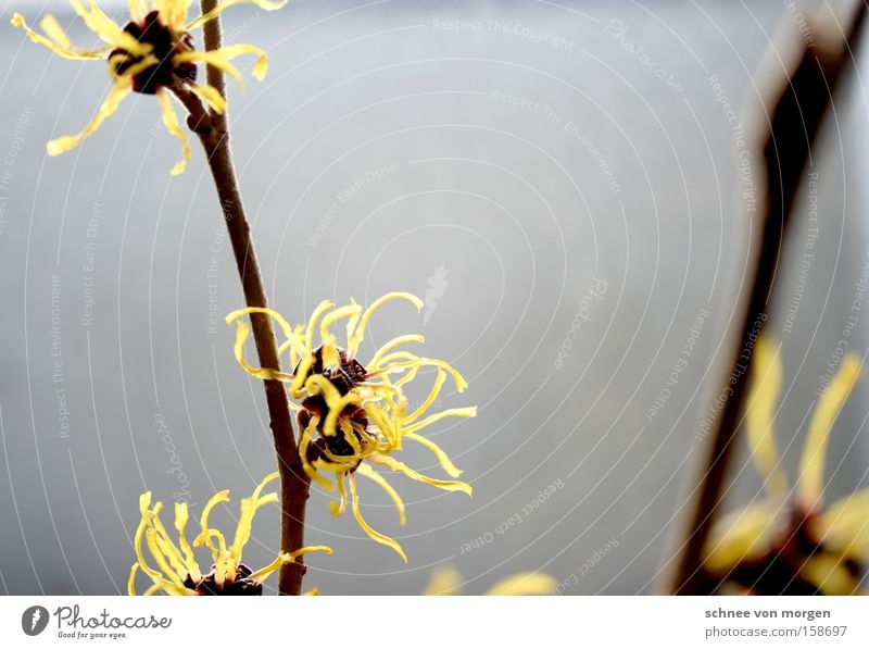 zauber blüte Zaubernuss Baum Blüte gelb grau Blume Sträucher Makroaufnahme Nahaufnahme Frühling hamamelis