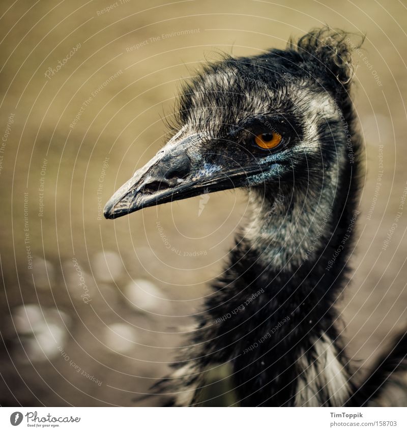 Germany's Next Top Emu Vogel Zoo Schnabel Blick Feder Laufvogel hässlich Tiergarten böse Australien schön