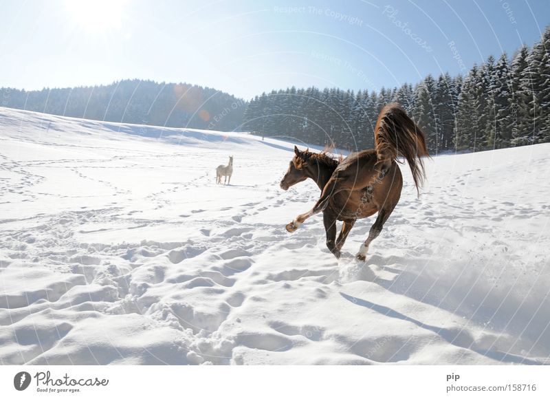 streckenweise glättegefahr Pferd Schnee Wald Glätte ausrutschen Missgeschick Säugetier pferdintimbereich