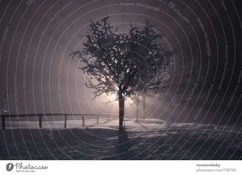 Nebelbaum Baum Nacht Mysterium mystisch geheimnisvoll Winter Schnee dunkel Einsamkeit Winternacht