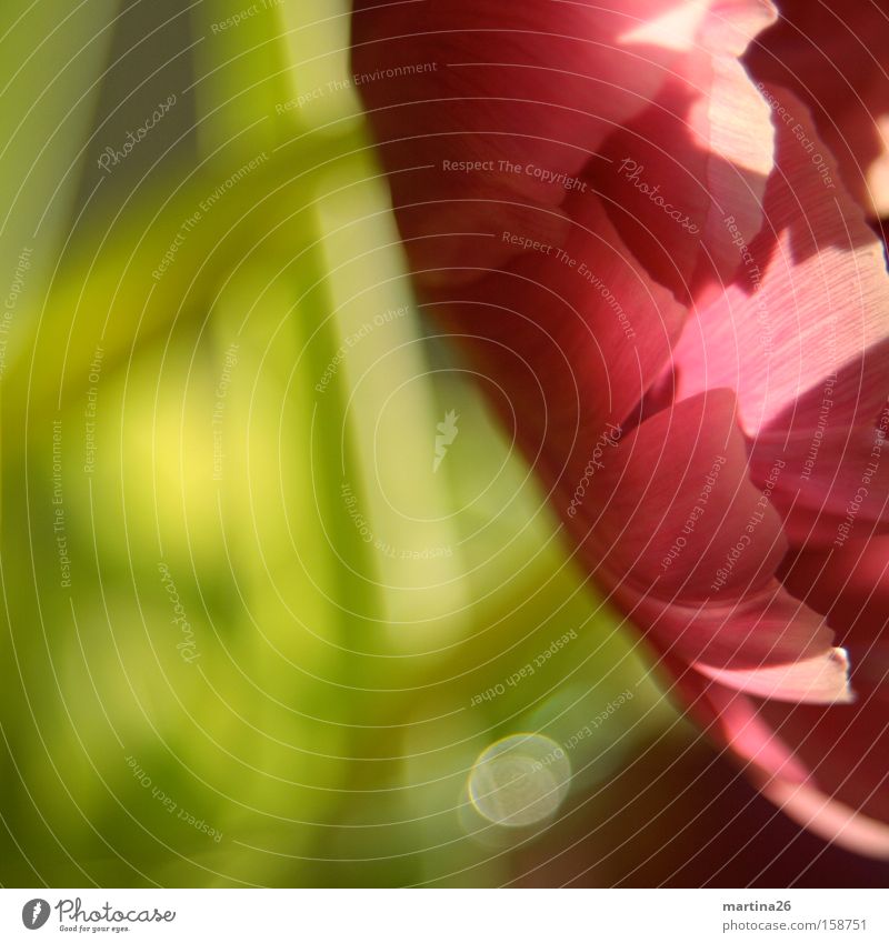 Tulpe Blüte Blume rot rosa grün Makroaufnahme Frühling Sonne Blütenblatt Freundlichkeit Romantik Nahaufnahme