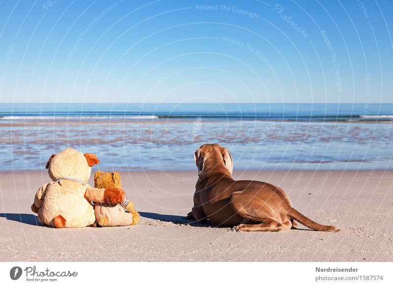 Fernweh Ferien & Urlaub & Reisen Freiheit Sommerurlaub Strand Meer Sand Wasser Wolkenloser Himmel Schönes Wetter Nordsee Ostsee Tier Hund Teddybär Stofftiere