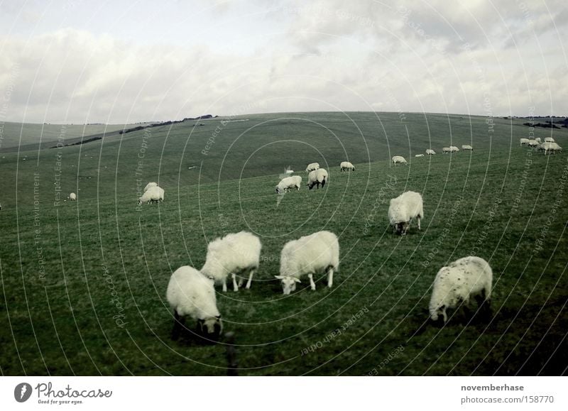 wolkige Rasenmäher Schaf Herde Gras Wolken blau grün Tier Erde Natur England weiß Landschaft Ebene Wolle