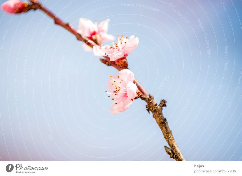 Pfirsichbaum, Blüte im Frühling Pflanze Baum Blühend rosa Prunus persica prächtig März Frühblüher Jahreszeiten Obstbaum Deutschland Steinfrüchte Chinesisch