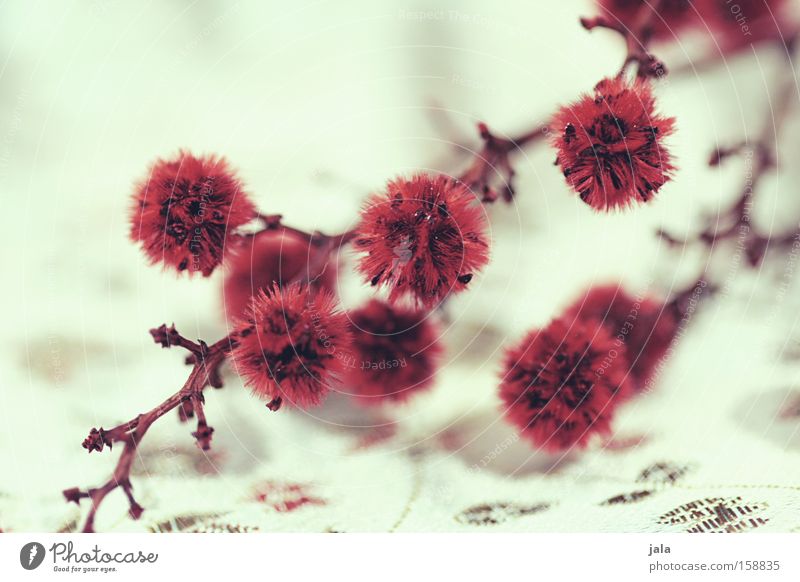 im fernen osten III Pflanze Blume Zweig Trockenblume Asien Quaste rot weiß Spielen Stoff Dekoration & Verzierung