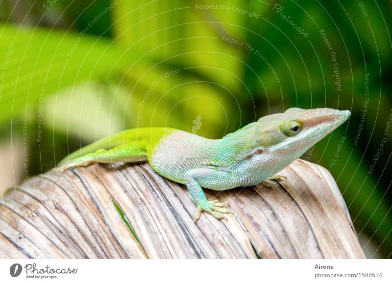 anpassungsfähig Tier Echsen Gecko Leguane Anolis 1 Blick exotisch Neugier mehrfarbig grün weiß Farbe Wandel & Veränderung zutraulich Farbfoto Außenaufnahme