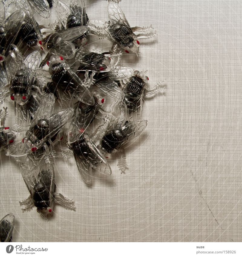 Fliegentod Tisch Karneval Halloween Tiergruppe Kunststoff gruselig lustig grau schwarz Angst chaotisch Insekt Haufen durcheinander Fortpflanzung Panik
