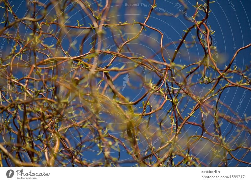 Salix matsudana Frühling Garten Himmel Schrebergarten Licht Menschenleer Sonne Textfreiraum Pflanze Wärme Weide Korkenzieher-Weide Tiefenschärfe