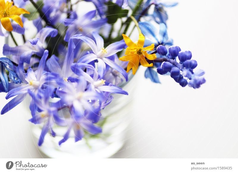Selbst gepflückt Freude Leben harmonisch Ausflug Dekoration & Verzierung Muttertag Ostern Natur Frühling Sommer Klima Pflanze Blume Blüte Blaustern