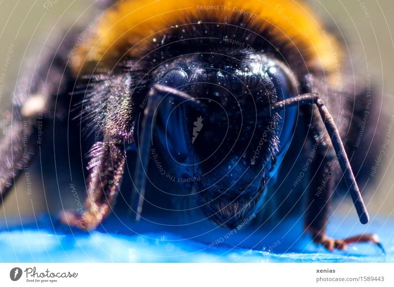 Kopf einer Hummel Königin als Makroaufnahme Bombus Facettenauge Natur Tier Frühling Sommer Blüte Pollen Biene Fell Fühler Beine Ocellen Mandibel Hummelkönigin 1