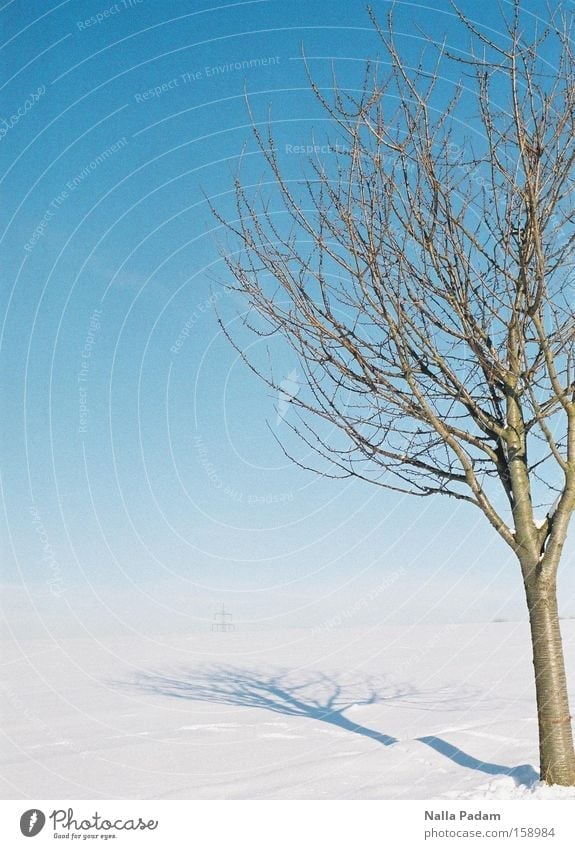 Baum in Winterwonderland Farbfoto Außenaufnahme Menschenleer Textfreiraum links Tag Schatten Kontrast Sonnenlicht Schnee Natur Landschaft Pflanze Himmel