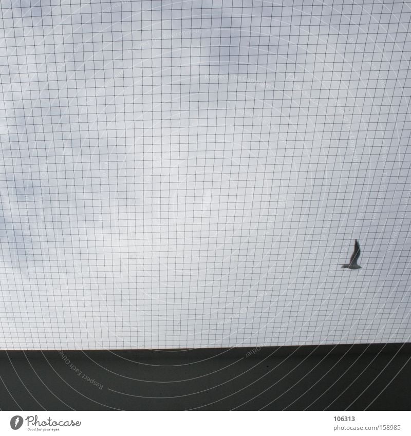 Fotonummer 113737 Luftverkehr Himmel Wolken Vogel fliegen blau schwarz Hintergrundbild Vordergrund Gitter Raster durchs raster fallen Möwe möve Möwenvögel
