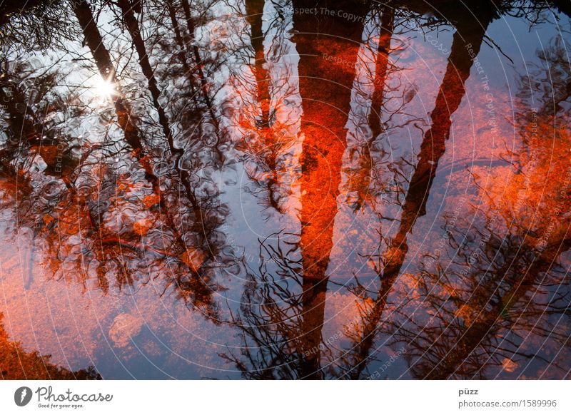 Red Mirror Umwelt Natur Landschaft Pflanze Wasser Sonne Sonnenlicht Wetter Schönes Wetter Baum Wald Teich See Bach Fluss dunkel nass rot schwarz Gefühle
