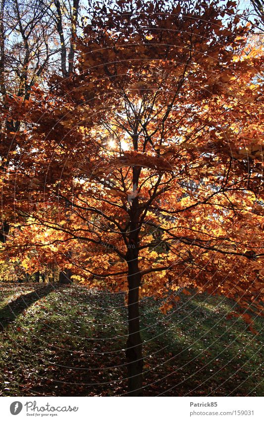Laubbaum Herbst Baum Sonnenlicht Park Blatt Schatten ruhig