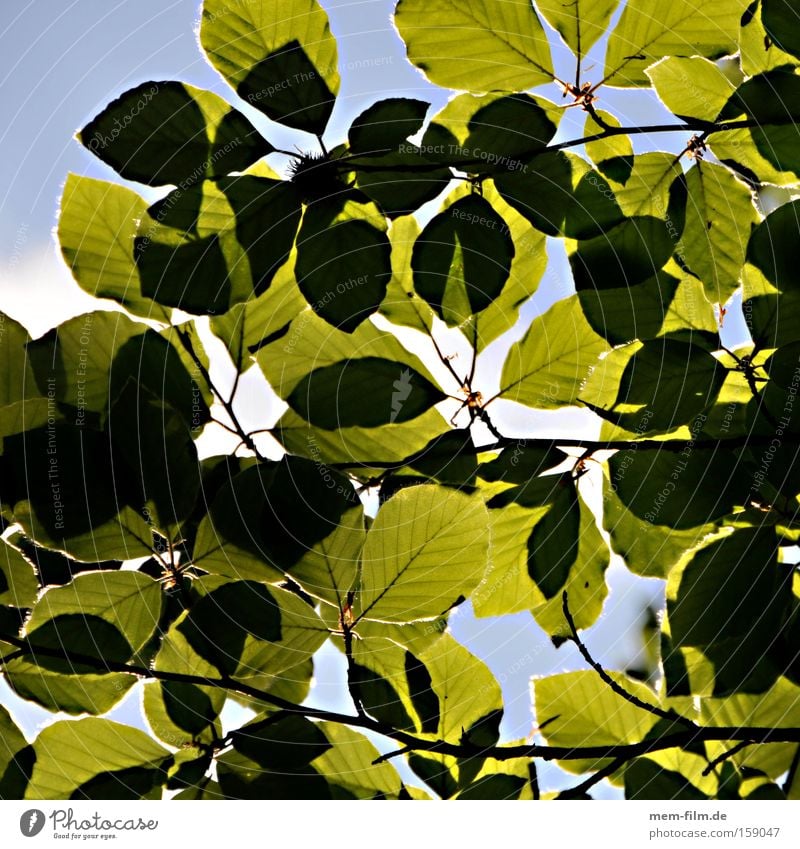 PHOTOsynthese Blatt Photosynthese Buche Himmel grün Natur Umwelt Erholung Sommer Umweltschutz Umweltverschmutzung Waldsterben Klimawandel