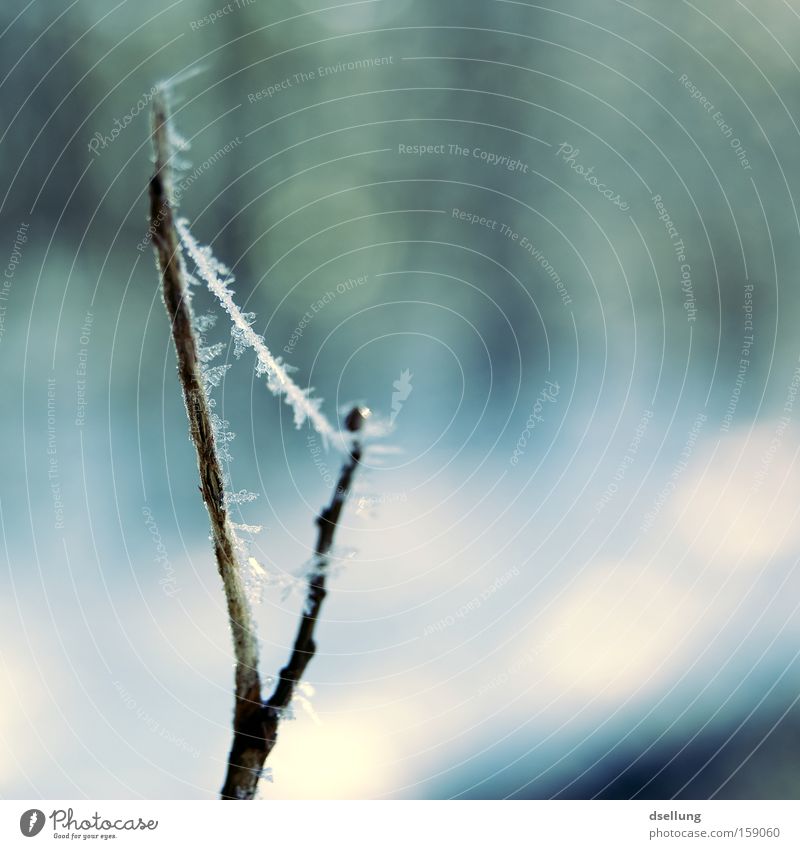 Bermudadreieck Winter Eis Schnee Eiskristall Zweig Ast Perlenkette stachelig kalt zerbrechlich fein klein zart