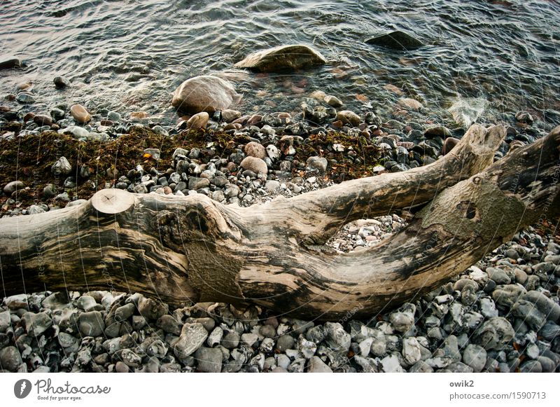 Holzstück Umwelt Natur Wasser Klima Schönes Wetter Baumstamm Küste Strand Ostsee Stein liegen dehydrieren alt Vergänglichkeit Farbfoto Außenaufnahme Nahaufnahme
