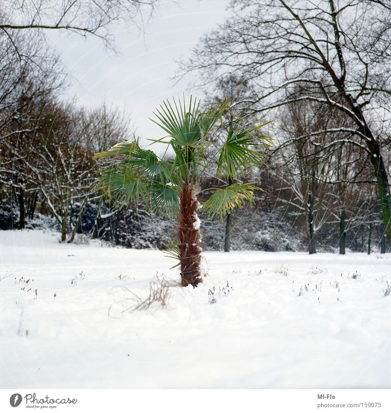 grün ist die hoffnung Palme Ruhrgebiet Fluss Schnee Winter Hoffnung Baum Freude Januar