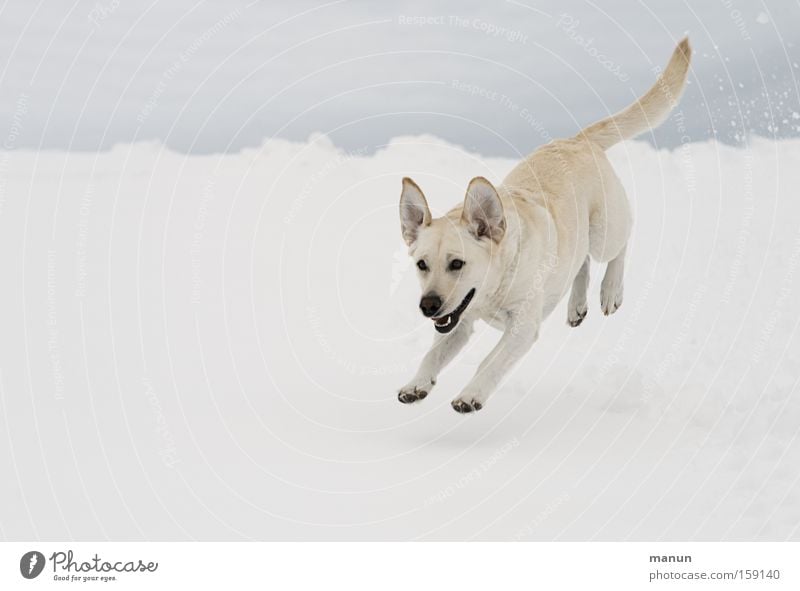 mein glücklicher Hund :-)) Freude Glück Winter Schnee Natur Haustier 1 Tier Bewegung rennen springen frech Fröhlichkeit hell lustig natürlich schön Lebensfreude