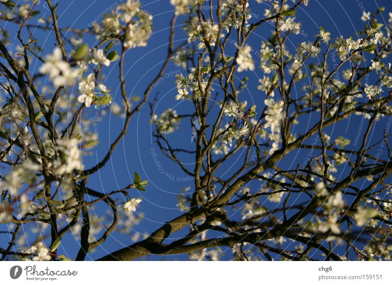 Kirschblütenast vor blauem Himmel Baum Ast Kirsche Strukturen & Formen weiß Frucht Frühling