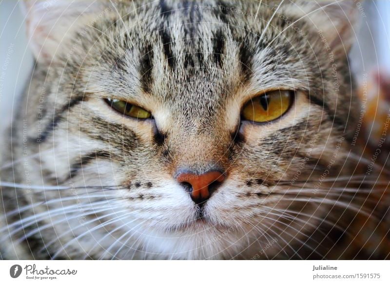 Katzenporträt mit gelben Augen Gesicht Tier Oberlippenbart Haustier 1 Streifen nah Silberblick Säugetier Backenbart Koteletten schließen Farbfoto