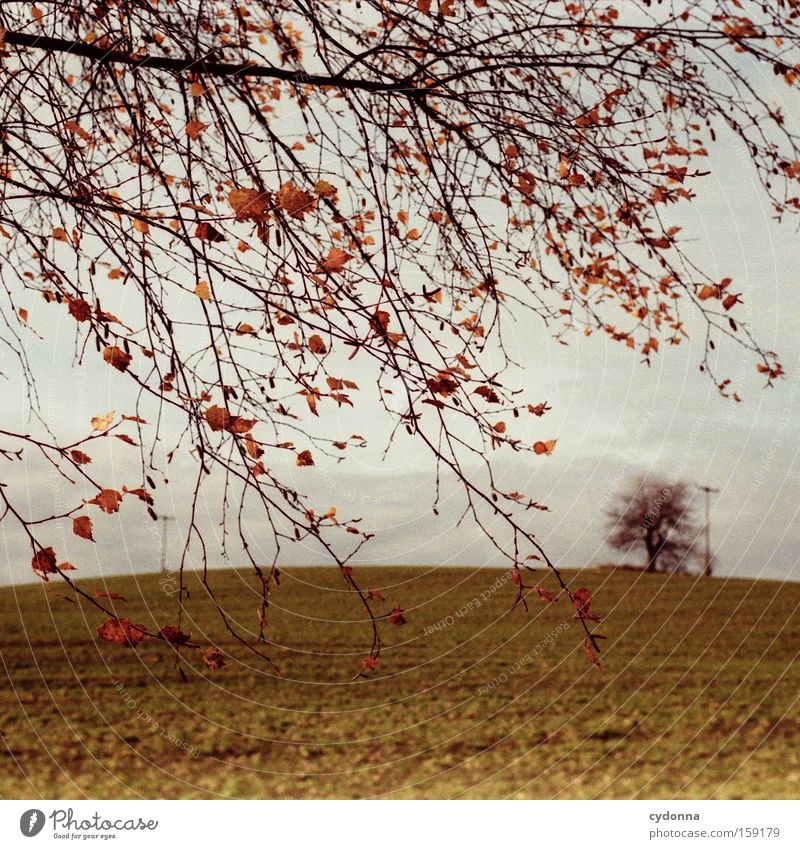Die letzten Blätter Herbst Baum Natur Feld Landschaft Sehnsucht analog Ferne Ast Zweig Blatt Wind schön Luft