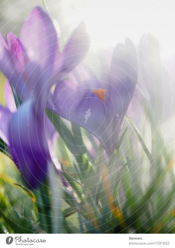 krokusscrowd Natur Pflanze Frühling Blume Blüte Wiese natürlich violett Umwelt Vergänglichkeit Wachstum Krokusse Nebel Farbfoto Außenaufnahme Nahaufnahme