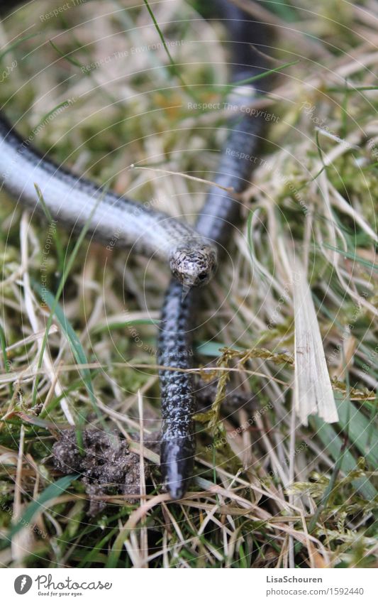 snake Tier Wildtier Schlange Schuppen 1 Fressen einfach blau grau Sinnesorgane Gedeckte Farben Außenaufnahme Dämmerung Vorderansicht Blick in die Kamera