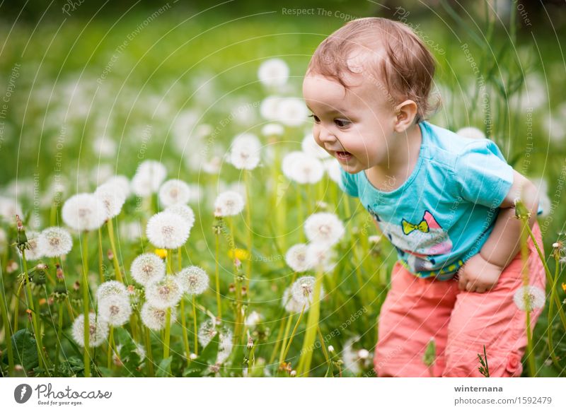 Wow, schau mal, was ist das? Mensch Kind Baby Kleinkind Mädchen 1 1-3 Jahre Umwelt Natur Gras Löwenzahn Garten Park Feld füttern genießen lachen Liebe Blick