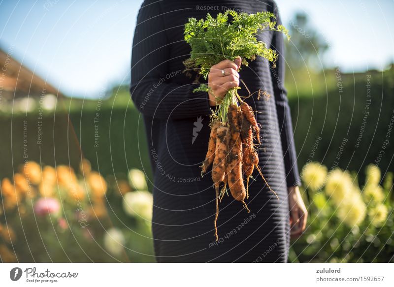 Möhren Gesundheit feminin Junge Frau Jugendliche 1 Mensch grün Garten Gartenarbeit Ernte Bioprodukte selbstanbau Eigenanbau Salat Sonne Leben Freizeit & Hobby