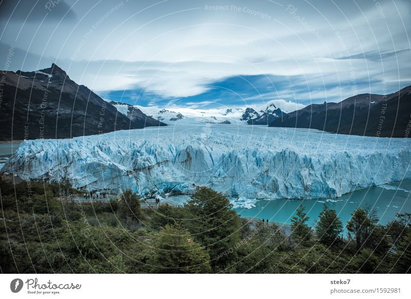 Perito Moreno Gletscher Eis Frost Wald Berge u. Gebirge Küste Fjord eckig gigantisch kalt blau weiß Klima Wandel & Veränderung Am Rand Gletscherzunge