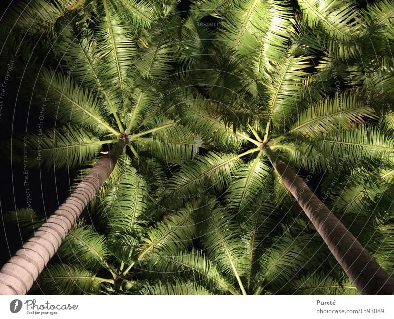 Palmendecke Pflanze Sommer Baum Park Urwald exotisch glänzend groß hoch grün schwarz schön Ordnungsliebe Fernweh ästhetisch Umwelt Farbfoto Außenaufnahme