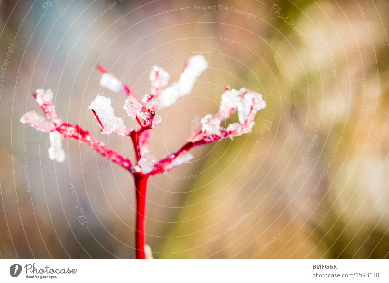 Frostige Schönheiten Natur Pflanze Winter Eis Sträucher Zweige u. Äste Garten Park Wald ästhetisch authentisch kalt nass rot Roter Hartriegel Cornus sanguinea