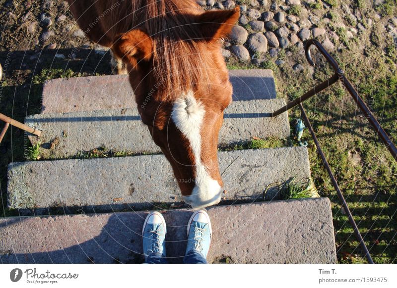 Wir Pferd 1 Tier Freude Treppe Schuhe Bauernhof Farbfoto Außenaufnahme Morgen