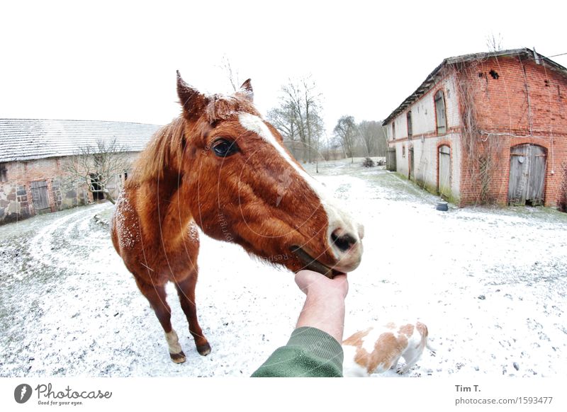 Brav Tier Pferd 1 Zufriedenheit Winter Bauernhof Hund Hand Farbfoto Außenaufnahme Tag
