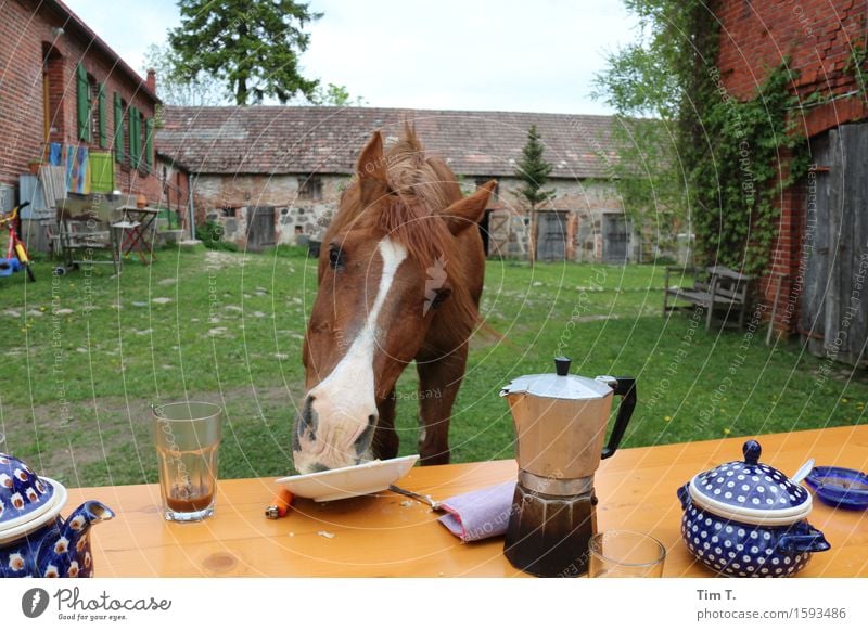 Moin Tier Nutztier Pferd 1 Freude Kaffee Frühstück Bauernhof Farbfoto Außenaufnahme Menschenleer Morgen Tag