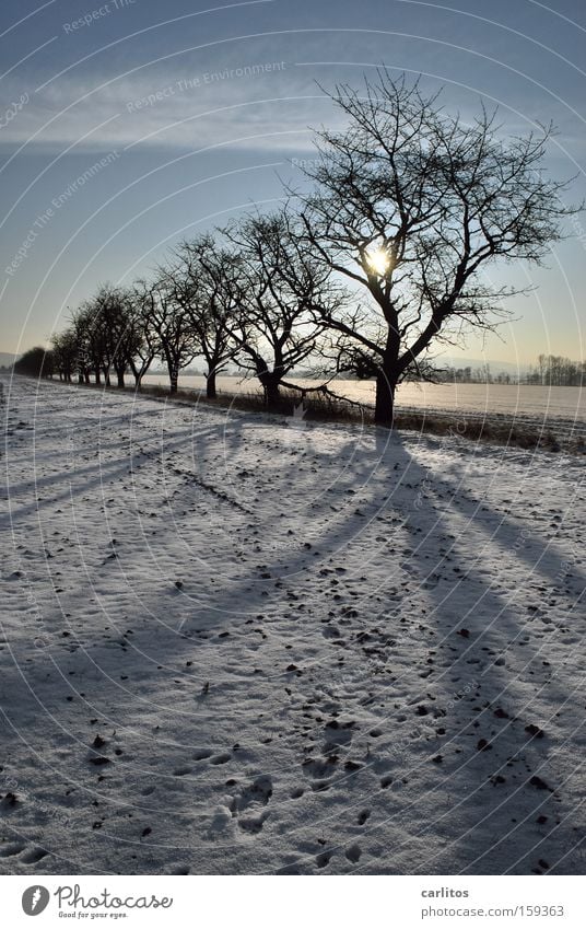 Déjà Vu aufgereiht Ordnung Baum Winter skurril Silhouette Gegenlicht Ferne Winterspaziergang typisch deutsch Schnee Ruhe und Entspannung Frieden und Freiheit