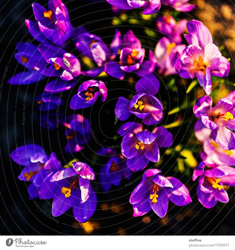 exploding colors Natur Pflanze Sonnenlicht Frühling Schönes Wetter Blume violett Krokusse Frühblüher Garten Kontrast Vogelperspektive schön Farbfoto mehrfarbig