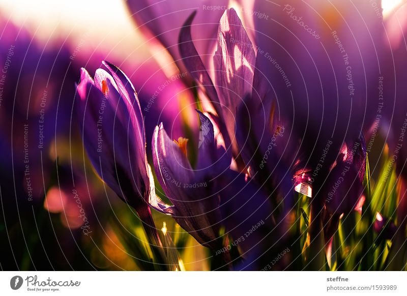Krokus Frühling Pflanze Blume violett Krokusse Frühblüher Garten Farbfoto