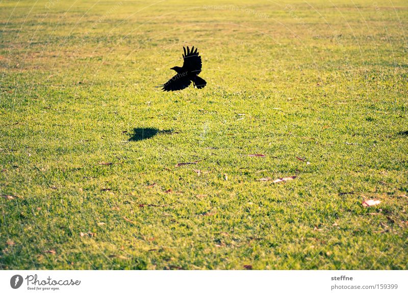 Wiese, Rabe, nix weiter Rabenvögel Vogel fliegen Natur Licht Schatten Beginn Abheben Tier Luftverkehr