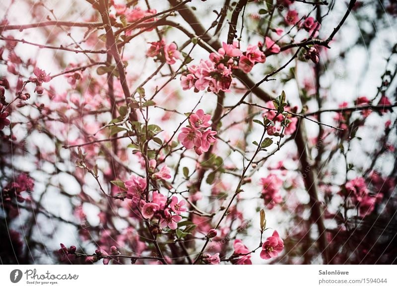 Blütenzauber Natur Pflanze Sonnenlicht Frühling Schönes Wetter Sträucher Blatt Garten Park natürlich schön Wärme rosa Duft Zufriedenheit Blume Farbfoto