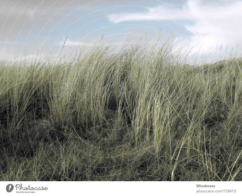 im Nordseewind Strand Meer Landschaft Pflanze Himmel Wolken Wind Gras Küste natürlich Stranddüne Niederlande trüb Walcheren Düne Gedeckte Farben Außenaufnahme