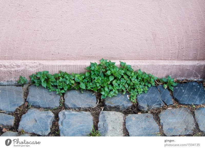 Eroberung Pflanze Frühling Wildpflanze grau grün rosa anthrazit Wand Treppenabsatz Pflastersteine Pflasterweg Unkraut erobern zurückgewinnen bedecken Furche