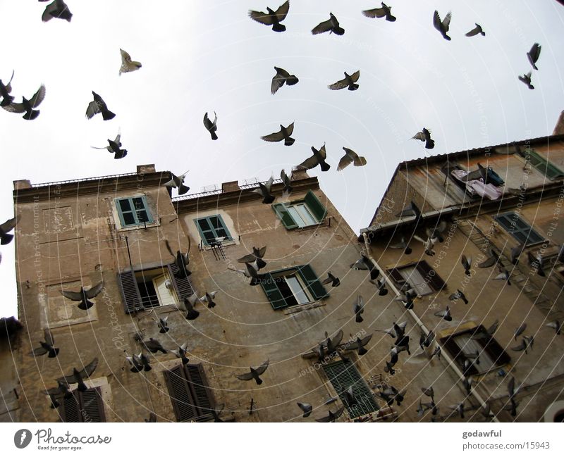 geflatter Rom flattern Fassade Altbau Vogel Europa Aufgeschauecht