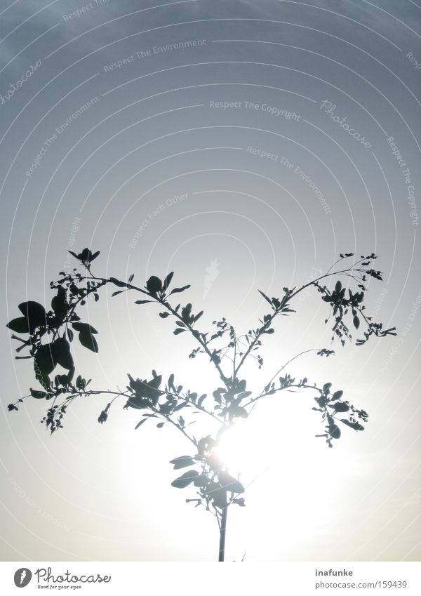 Licht Sonne Himmel Lichterscheinung Blatt Zweig Baum Baumstamm blau weiß Strahlung Beleuchtung Sonnenstrahlen