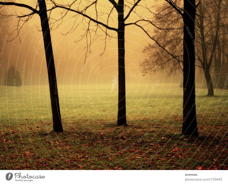 Bäume im Nebel Licht Stimmung Natur Baum Landschaft Morgen Farbe Gras Herbst Park